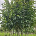 Parrotia persica 'Vanessa' - 1