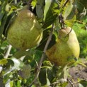 Pyrus c. 'Beurré Hardy' - Foto 2
