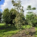 Pyrus c. 'Beurré Hardy' - Foto 3