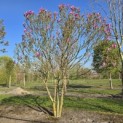 Magnolia 'Susan' - 2