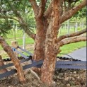 Pinus sylvestris 'Watereri' - 5