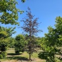 Fagus sylvatica 'Riversii' - Foto 1