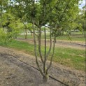 Carpinus Betulus - Foto 3