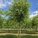 Betula nigra - 5