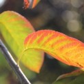 Amelanchier lamarckii - 6