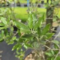 Quercus ilex - 2