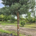 pinus sylvestris 'Glauca' - 3