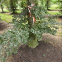 Fagus sylvastica 'Atropunicea' - 1