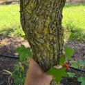 Liquidambar Styraciflua - Foto 6