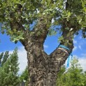 Quercus Suber - 6