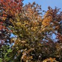 Fagus sylvatica Atropunicea - 1