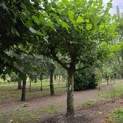 Platanus hispanica dak of knotvorm - 4