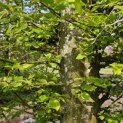 Carpinus betulus -  voorjaar 2024