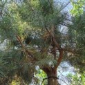 Pinus sylvestris - Foto 3