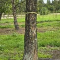 Metasequoia glyptostroboides - Foto 3