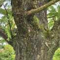 Metasequoia glyptostroboides - Foto 4