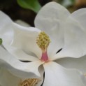 Magnolia grandiflora 'Galissonnière' - 5