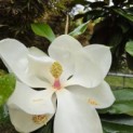 Magnolia grandiflora 'Galissonnière' - 4