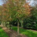 Cercidiphyllum japonicum - Foto 1