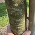 Prunus laurocerasus 'Novita' - 3