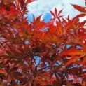 Acer palmatum 'Sumi-Nagashi' - 5