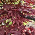 Acer palmatum 'Fireglow' - Foto 3