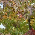 Liquidambar styraciflua - 1