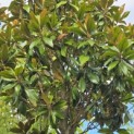 Magnolia grandiflora 'Galissonnière' - 3