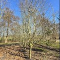 Carpinus betulus - 2