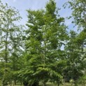 Fagus sylvatica - 4