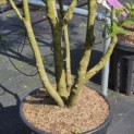 Osmanthus Aquifolium - 4