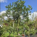 Osmanthus Aquifolium - 3