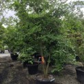 Styrax japonicus - 3