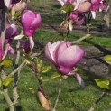 Magnolia 'Lennei' - 3