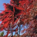 Acer palmatum 'Inaba Shidare' - 1