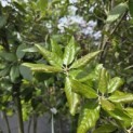 Quercus ilex - 5