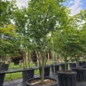Acer palmatum 'Osakazuki' - Foto 2