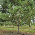 Pinus sylvestris - 4