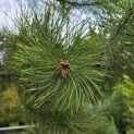Pinus nigra 'Nigra' - Foto 2