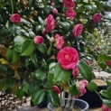 Camellia japonica - 6