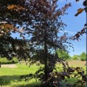 Fagus sylvatica 'Atropunicea' - mei 2026