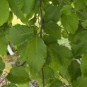 Carpinus betulus 'Fastigiata' (Frans Fontaine) - 1