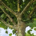 Platanus hispanica - Foto 5