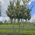 Prunus laurocerasus 'Caucasica' - Foto 4