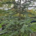 Cedrus libani 'Glauca' - 1