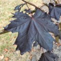 Acer platanoides 'Royal Red' - Foto 3
