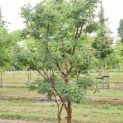 Acer griseum - Foto 2