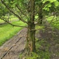 Metasequoia glyptostroboides - Foto 4