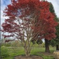Acer palmatum 'Atropurpureum' - Foto 2