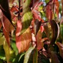 Stachyurus Preacox - 2